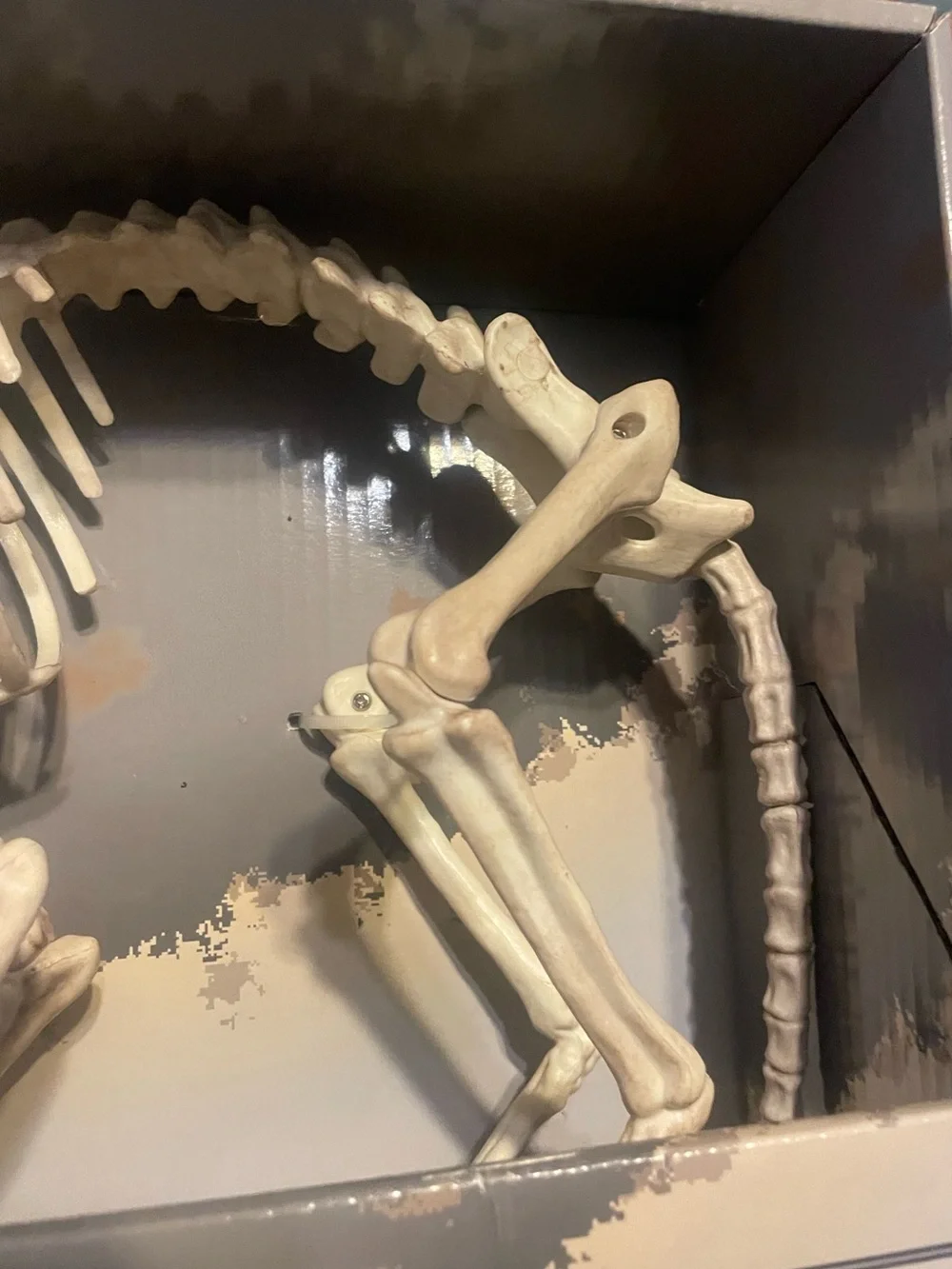 Kitty Bonez Skeleton Cat Halloweem skulls New